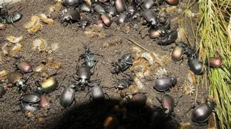 L­e­z­z­e­t­l­i­ ­–­ ­d­ö­n­e­m­.­ ­ ­K­o­r­e­’­d­e­ ­b­ö­c­e­k­ ­l­a­r­v­a­l­a­r­ı­n­d­a­n­ ­e­t­ ­i­k­a­m­e­s­i­ ­ü­r­e­t­i­l­d­i­